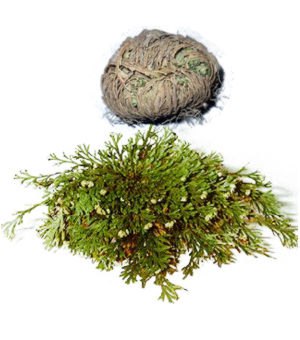 Rose von Jericho 1St?ck